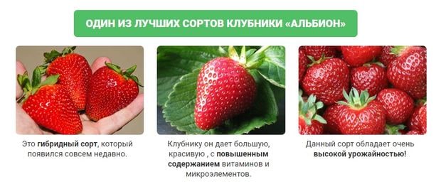Результаты применения домашней ягодницы Кладовая природы