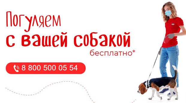 bethowen.ru Погуляем с вашей собакой